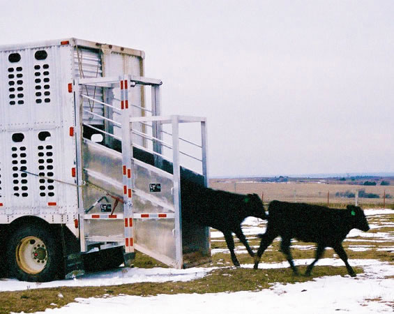 how to make money hauling cattle